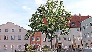 Die Eiche im September 2026. Die Eiche im September 2026.