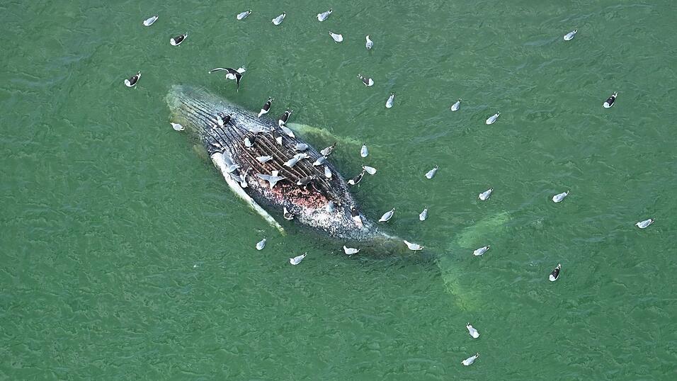 Ein Toter Wal wurde vor der d&auml;nischen Insel Anholt entdeckt.