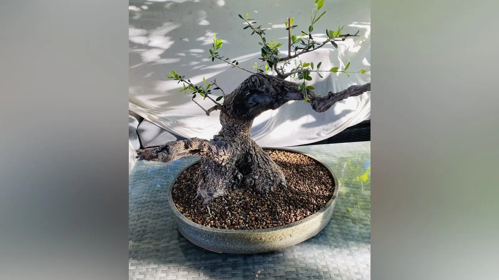 Dingolfinger Bonsai punktet deutschlandweit bei Wettbewerb