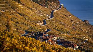 Der Kanton Waadt ist durch Weinanbau gepr&auml;gt. (Archivbild)