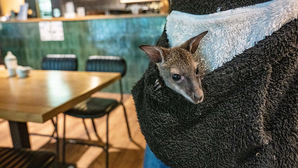 Das K&auml;nguru-Baby wird&nbsp;Hoffmeister vorraussichtlich noch bis August oder September begleiten.