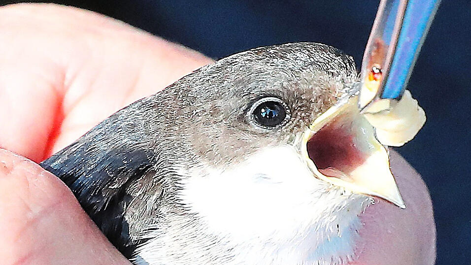 Ehrenamtliche k&uuml;mmerten sich rund um die Uhr um die geschw&auml;chten Schwalben: Sie w&auml;rmten sie und f&uuml;tterten sie mit Heimchen.