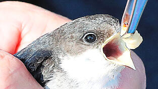 Ehrenamtliche kümmerten sich rund um die Uhr um die geschwächten Schwalben: Sie wärmten sie und fütterten sie mit Heimchen. Ehrenamtliche kümmerten sich rund um die Uhr um die geschwächten Schwalben: Sie wärmten sie und fütterten sie mit Heimchen.