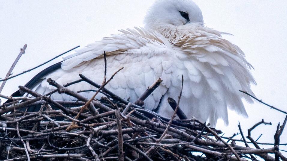 Trotz fr&uuml;her R&uuml;ckkehr startet die Brutsaison erst ab Anfang M&auml;rz.