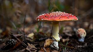 Das Gift des Fliegenpilzes in Gummibonbons f&uuml;hrte nun zu einem Vekaufsverbot (Symbolbild).