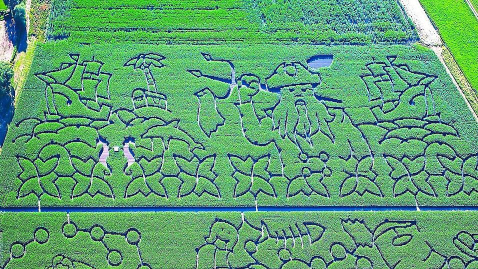 Unter dem Motto 'Poseidon, Meer und Plastikm&uuml;ll - wie passt das zusammen?', hat Markus Hiendlmeier in diesem Jahr sein Maislabyrinth gestaltet.