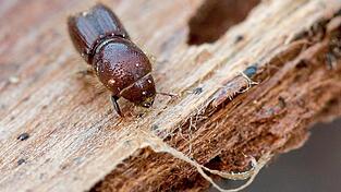 Der Borkenkäfer schwärmt derzeit im Landkreis Landshut aus und sucht nach geschwächten Fichten. Dort legen die Insekten ihre Larven ab - und zerstören nebenbei den gesamten Baum. Der Borkenkäfer schwärmt derzeit im Landkreis Landshut aus und sucht nach geschwächten Fichten. Dort legen die Insekten ihre Larven ab - und zerstören nebenbei den gesamten Baum.