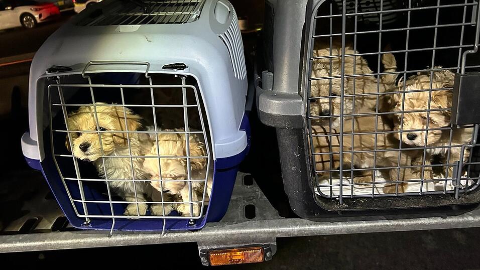 Die neun Hunde wurden dicht gedrängt transportiert und waren dehydriert. Die neun Hunde wurden dicht gedrängt transportiert und waren dehydriert.