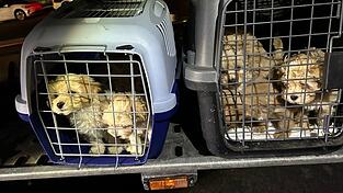 Die neun Hunde wurden dicht gedrängt transportiert und waren dehydriert.