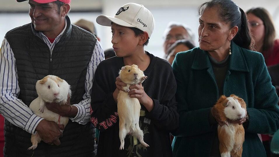 Die unruhigsten Meerschweinchen sollen auch die schnellsten sein.