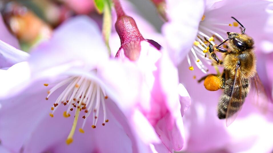 In Bayern ist der Fr&uuml;hling zur&uuml;ckgekehrt. (Archivbild)
