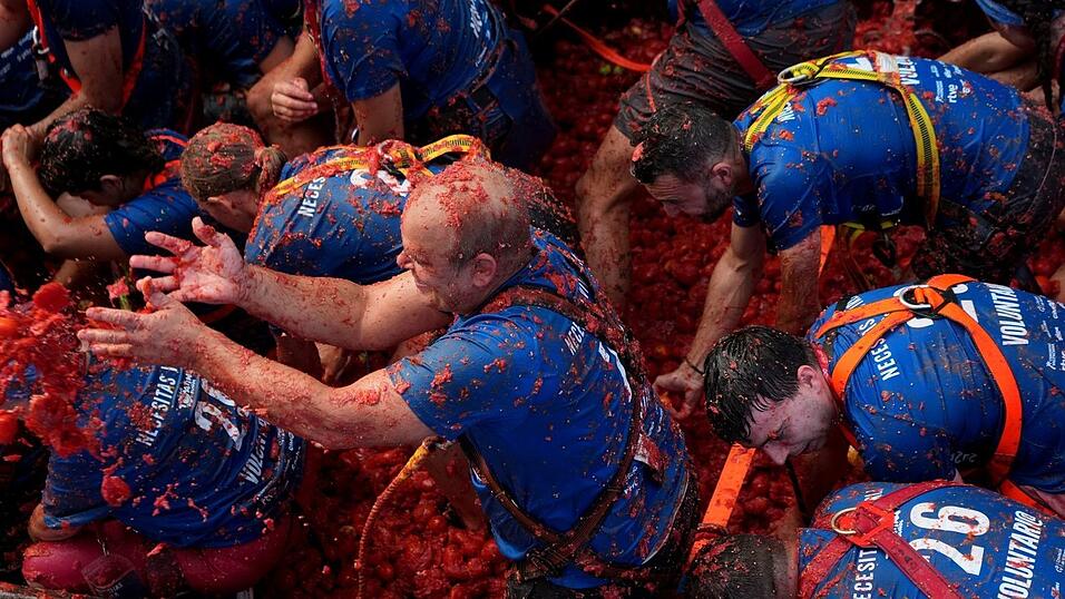 Helfer werfen die überreifen und weichen Tomaten von langsam durch die Innenstadt fahrenden Lastwagen in die Menschenmenge. Danach kippen die Lastwagen den Rest der rund 150 Tonnen roter Früchte ab und die Teilnehmer der «La Tomatina» stürzen sich darauf, um sich mit neuen Wurfgeschossen zu versorgen. Helfer werfen die überreifen und weichen Tomaten von langsam durch die Innenstadt fahrenden Lastwagen in die Menschenmenge. Danach kippen die Lastwagen den Rest der rund 150 Tonnen roter Früchte ab und die Teilnehmer der «La Tomatina» stürzen sich darauf, um sich mit neuen Wurfgeschossen zu versorgen.