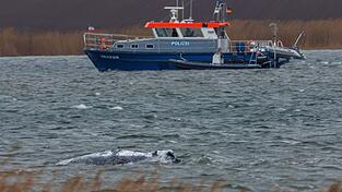 Der Buckelwal vor der Insel Poel schwimmt frei.