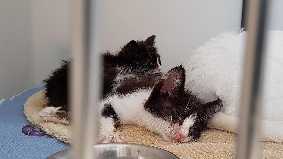 Rund 600 Euro kostet die Behandlung eines Fundtiers. Tierheime und ehrenamtliche Helfer sind deshalb auf Sach- und Geldspenden angewiesen. Rund 600 Euro kostet die Behandlung eines Fundtiers. Tierheime und ehrenamtliche Helfer sind deshalb auf Sach- und Geldspenden angewiesen.