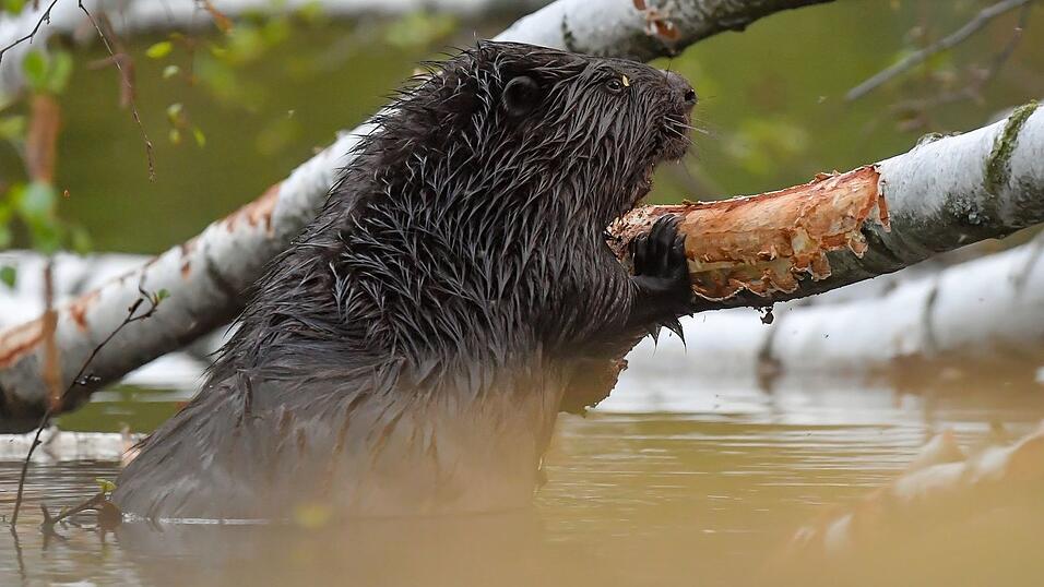 Mit der Untersuchung gibt es Klarheit über die Hintergründe. (Symbolbild)