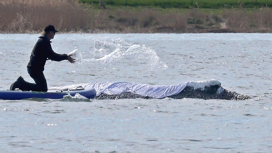 Diese Woche soll der vor Poel liegende Wal Richtung Nordsee abtransportiert werden.