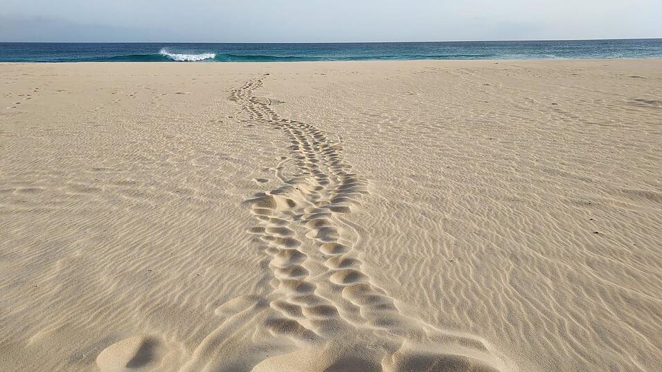 Auch wenn die Schildkr&ouml;te nicht mehr zu sehen ist: Ihre Spuren im Sand sind eindeutig.