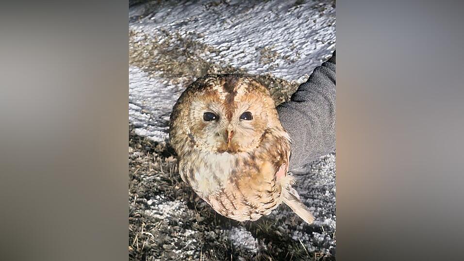 Polizisten holten das Tier bei winterlichen Temperaturen von einer Staatsstra&szlig;e.