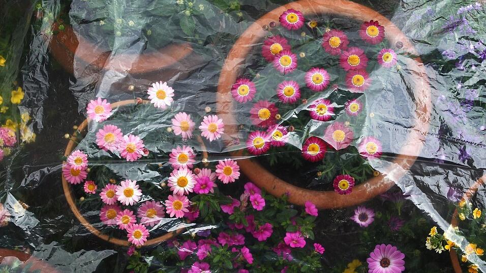 In der Nacht k&ouml;nnte es noch mal frostig werden - nicht gut f&uuml;r empfindliche Pflanzen. (Archivbild)