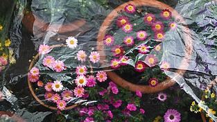 In der Nacht k&ouml;nnte es noch mal frostig werden - nicht gut f&uuml;r empfindliche Pflanzen. (Archivbild)