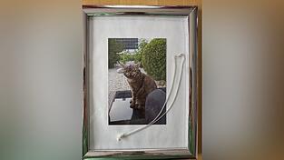 Eine Perle kann mit einem Extrakt aus chemisch aufbereiteten Haaren des Tieres befüllt werden. Eine Perle kann mit einem Extrakt aus chemisch aufbereiteten Haaren des Tieres befüllt werden.