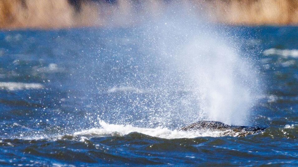 Der Buckelwal liegt vor der Insel Poel und bl&auml;st Atemluft aus.