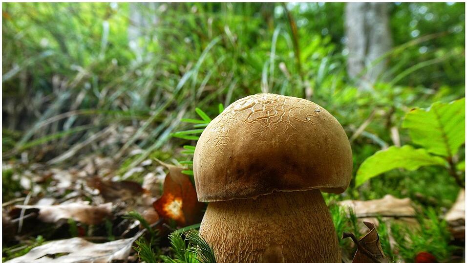 Diesen Pilz hat unser Leser Michael Ellerbeck gefunden - und stehen lassen. Er isst keine Pilze aus dem Wald, fotografiert sie aber gerne. Diesen Pilz hat unser Leser Michael Ellerbeck gefunden - und stehen lassen. Er isst keine Pilze aus dem Wald, fotografiert sie aber gerne.