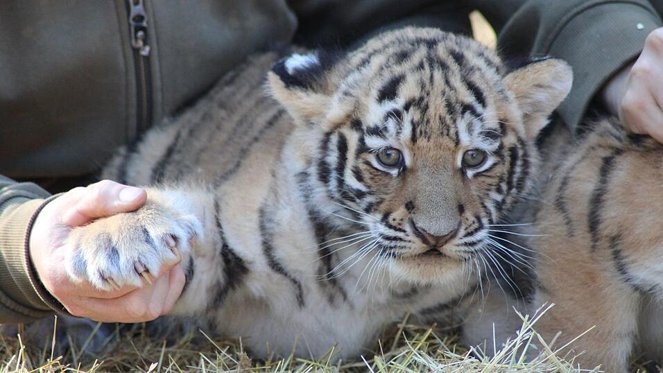 Krallenuntersuchung: Die Tigerbabys sind gesund und munter. Krallenuntersuchung: Die Tigerbabys sind gesund und munter.