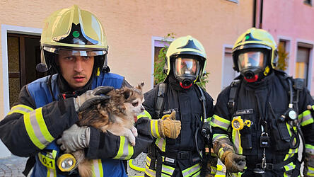 Die zwei Katzen rannten schnell davon, aber ein kleiner ver&auml;ngstigter Hund musste noch von der Freiwilligen Feuerwehr aus der Wohnung getragen werden.