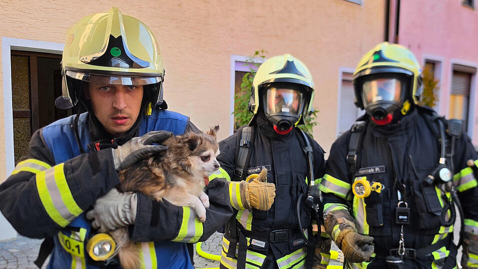 Die zwei Katzen rannten schnell davon, aber ein kleiner verängstigter Hund musste noch von der Freiwilligen Feuerwehr aus der Wohnung getragen werden. Die zwei Katzen rannten schnell davon, aber ein kleiner verängstigter Hund musste noch von der Freiwilligen Feuerwehr aus der Wohnung getragen werden.
