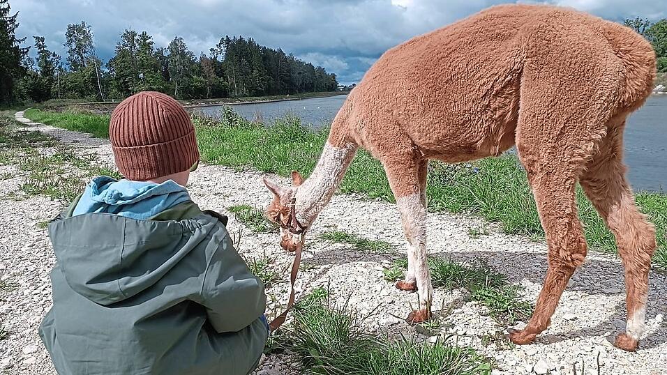 Alpakas stammen aus den südamerikanischen Anden. Im Landkreis sind die Wanderungen mit den Tieren inzwischen sehr beliebt.