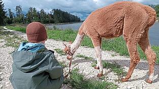 Alpakas stammen aus den südamerikanischen Anden. Im Landkreis sind die Wanderungen mit den Tieren inzwischen sehr beliebt.