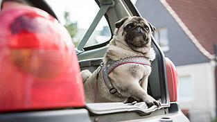Bei der Reise mit dem Auto muss der Hund gesichert werden.