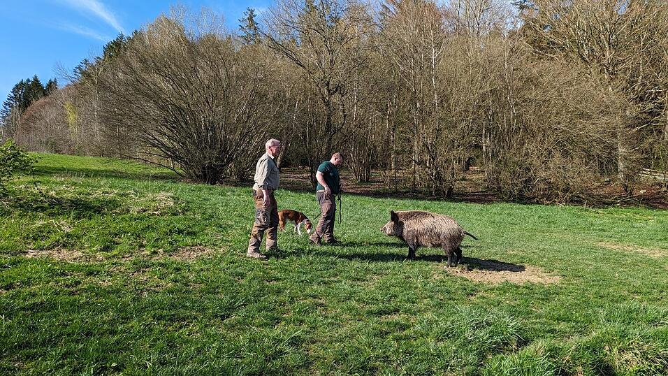 In Phase eins des Trainings wird Rüde Rocky an der Leine im Übungsgatter mit einem Wildschwein in Kontakt gebracht, um seine Reaktion abschätzen zu können. In Phase eins des Trainings wird Rüde Rocky an der Leine im Übungsgatter mit einem Wildschwein in Kontakt gebracht, um seine Reaktion abschätzen zu können.