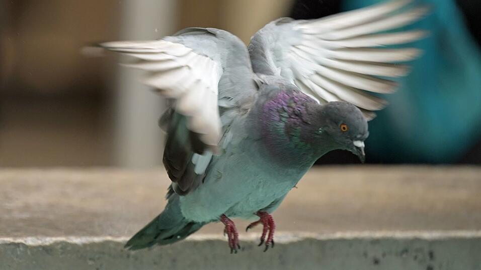 Mindestens 15 Tauben mussten gerettet werden. (Symbolbild)
