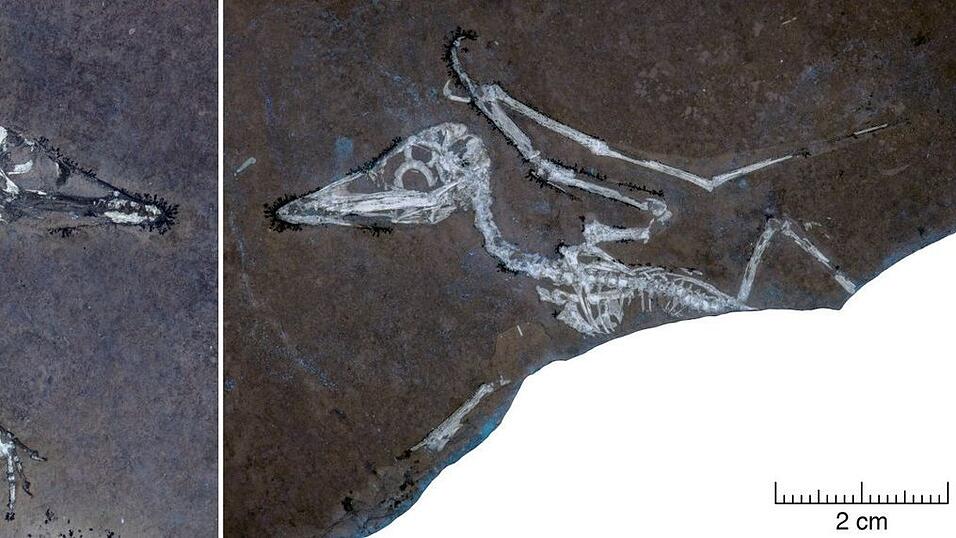 UV-Licht auf den Knochen macht deutlich, dass Pterodactylus-Schlüpfling Lucky einen gebrochenen Flügel hat.