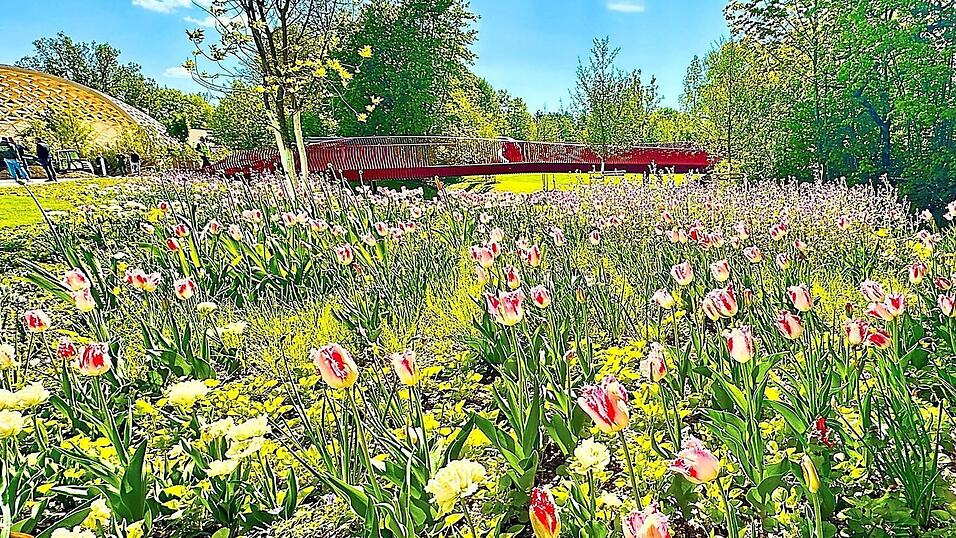 Ein Meer aus Tulpen findet sich derzeit am Chamb-Ufer auf der Festwiese. Dieses Bild vermittelt einen Eindruck, was die Besucher ab dem 22. Mai erwartet. Ein Meer aus Tulpen findet sich derzeit am Chamb-Ufer auf der Festwiese. Dieses Bild vermittelt einen Eindruck, was die Besucher ab dem 22. Mai erwartet.