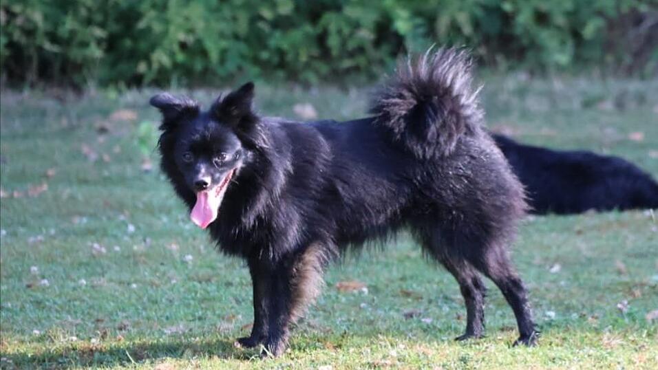 Das ist die kleine H&uuml;ndin, deren Besitzer sie so schnell wie m&ouml;glich wiederfinden m&ouml;chten.