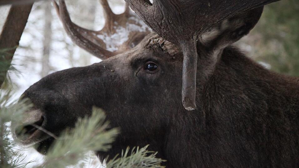 Elche geh&ouml;ren zu Schweden wie Abba, Ikea und Zimtschnecken. (Illustration)
