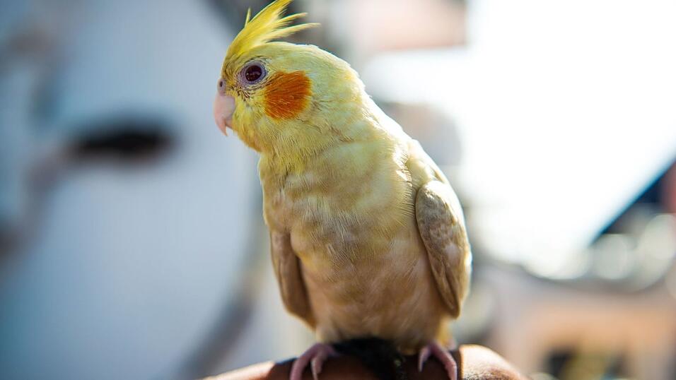 Der zutrauliche Vogel lie&szlig; sich von den Festzeltg&auml;sten mit N&uuml;ssen versorgen. (Symbolbild)