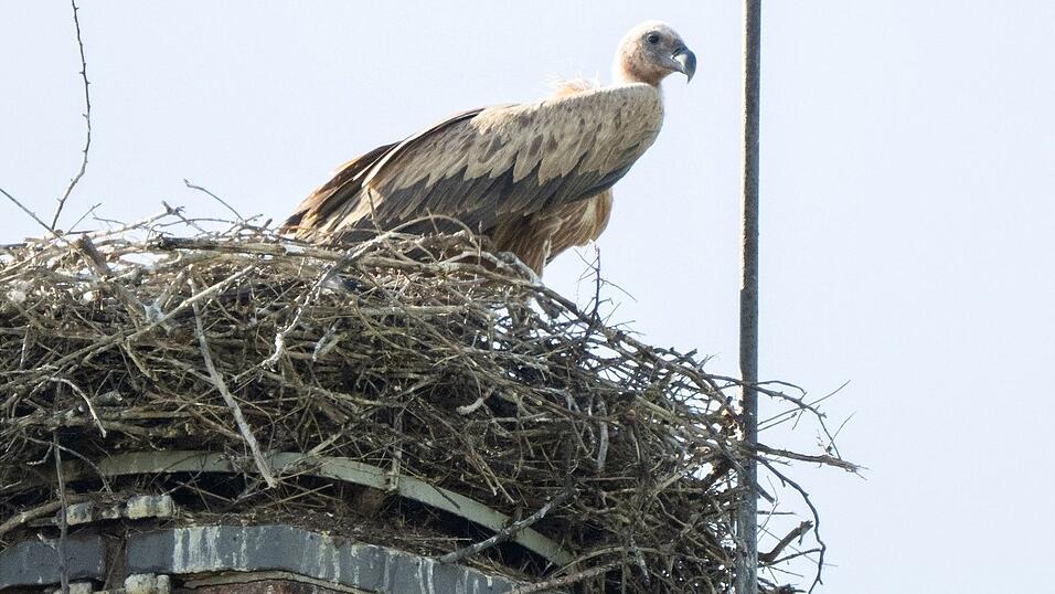 Experten des Nabu befürchten, dass der Gänsegeier erneut zuschlagen könnte. Experten des Nabu befürchten, dass der Gänsegeier erneut zuschlagen könnte.