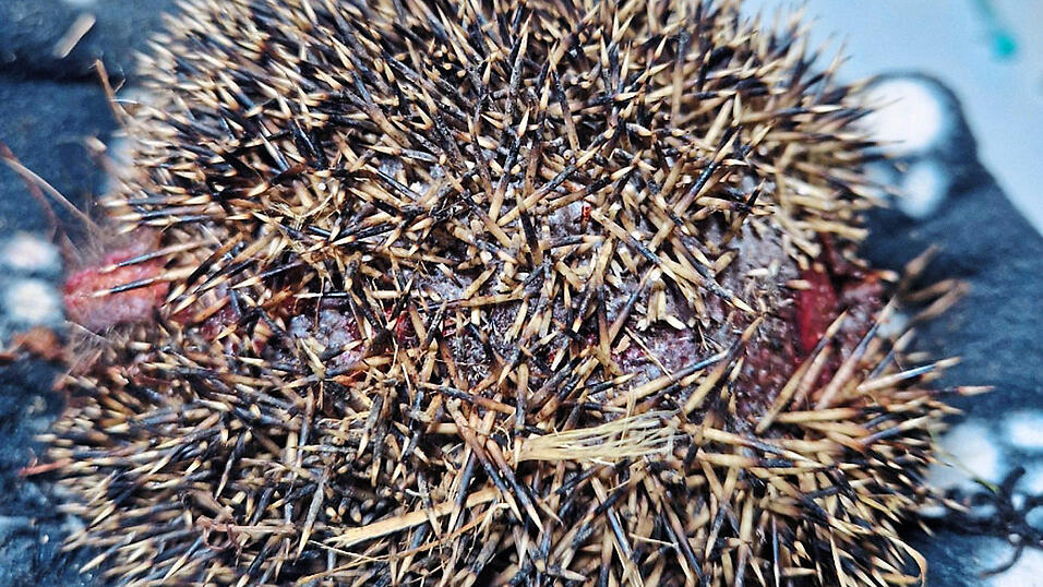 Die Igelin, die zu allem Unglück auch noch tragend war, sei in Behandlung, so Peter Druschba. Die Igelin, die zu allem Unglück auch noch tragend war, sei in Behandlung, so Peter Druschba.