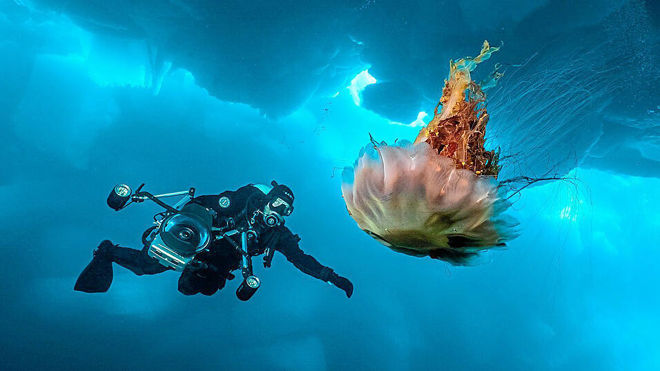 Märchenhafte Begegnung mit einer Qualle unter einem Eisberg. Märchenhafte Begegnung mit einer Qualle unter einem Eisberg.
