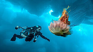 Märchenhafte Begegnung mit einer Qualle unter einem Eisberg.