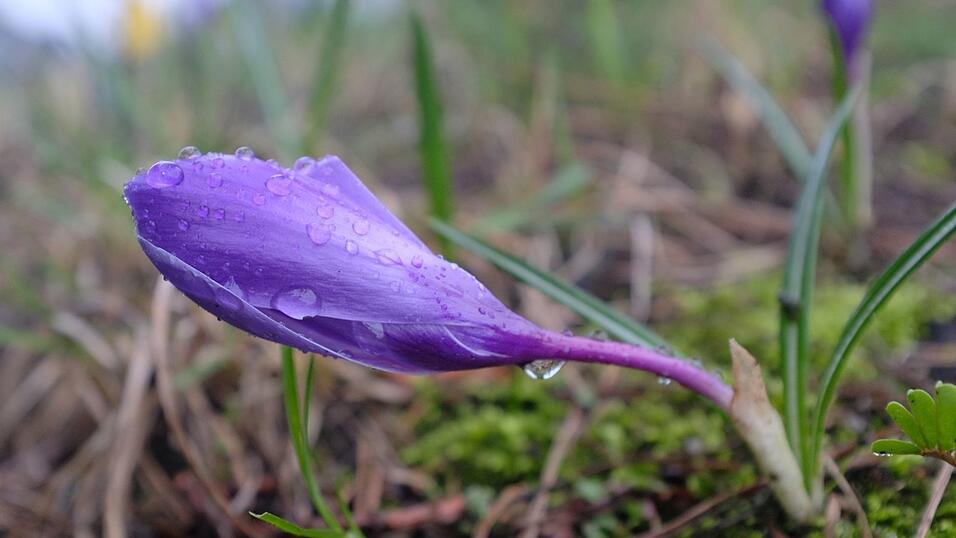 Regentropfen fallen in Bayern. (Symbolbild) Regentropfen fallen in Bayern. (Symbolbild)
