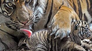Eine Sumatra-Tigerin in einem Zoo in Deutschland (Symbolbild). Eine Sumatra-Tigerin in einem Zoo in Deutschland (Symbolbild).