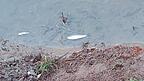 Diese toten Fische hat ein Anwohner am Donnerstagmorgen an der Bachstra&szlig;e im Westen von Gro&szlig;k&ouml;llnbach entdeckt.