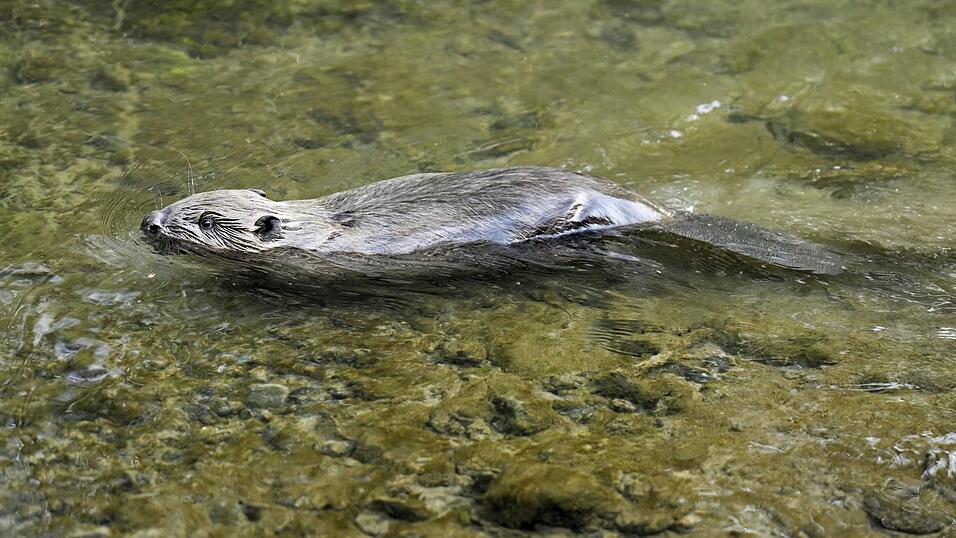 Ein Biber schwimmt in einem Gewässer Ein Biber schwimmt in einem Gewässer