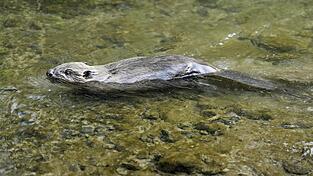 Ein Biber schwimmt in einem Gewässer Ein Biber schwimmt in einem Gewässer