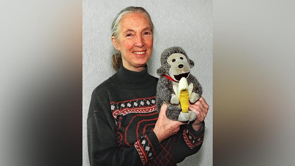 Jane Goodall brachte oft einen Affen mit. (Archivbild) Jane Goodall brachte oft einen Affen mit. (Archivbild)